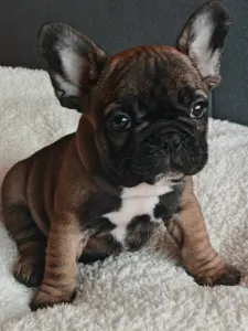 French Bulldog - Egon