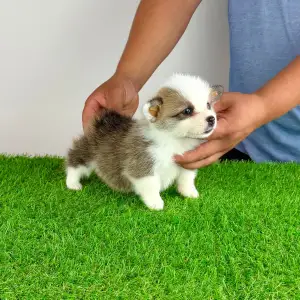 Welsh Corgi Pembroke - Chita