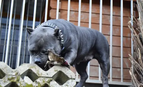 Amerikai Bully - Pocket - Ak Bully Zen