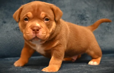 Amerikai Bully - Pocket - Winnie