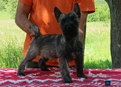 Cairn Terrier - Giny