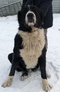 Közép-ázsiai juhászkutya - Dzhur Iz Zamka Larisi