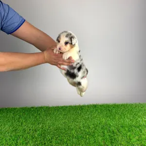 Ciobanesc Australian - Crispie