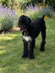 Afghan Hound - Xelina