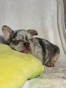 French Bulldog - Brúnó