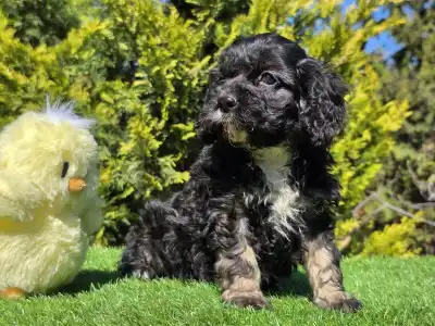 Cavapoo - Robert