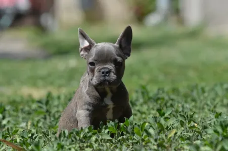 Francia bulldog - Madeleine 