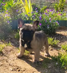 Buldog francuski - William