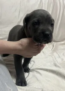 Cane corso - Aurora