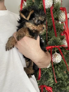 Yorkshire Terrier - Maurice