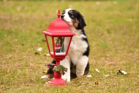 Australian Shepherd - Miami