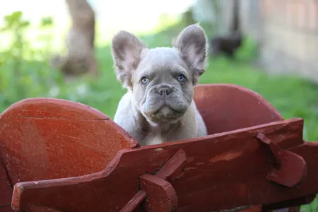 Francia bulldog - Urus
