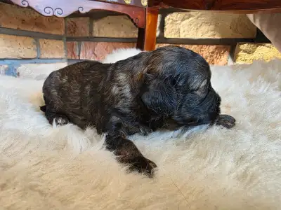 Cavapoo - Norton