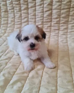 Havanese - Sammy