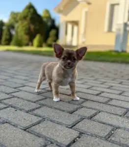 Chihuahua - Kilo