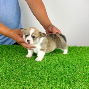 Welsh Corgi Pembroke - Dessy