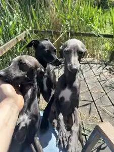 Olasz agár - Libero Lieto Italian Greyhound Kennel