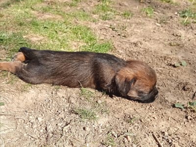 Border Terrier - Cicaűző-Apród