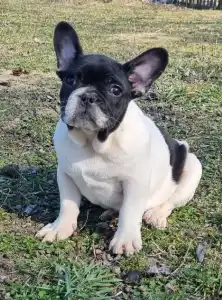 Bouledogue français - Imobile