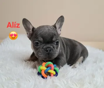 Bulldog francese - Alíz