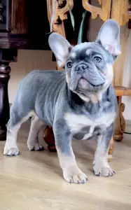 Bouledogue français - Steel Wing Bullz  Ronan