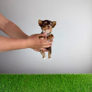 Yorkshire Terrier - Medox