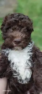 Romagna Water Dog - Fredy