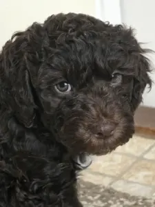 Romagna Water Dog - Bizsu