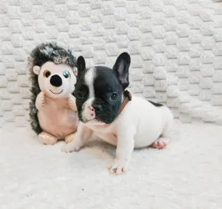 Francia bulldog - Edgár