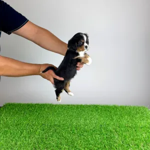 Cavalier King Charles Spaniel - Veritas