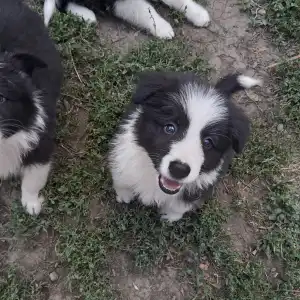 Border Collie - Dazzling Borders Brilliant Dream
