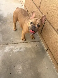 Französische Bulldogge - Shelly