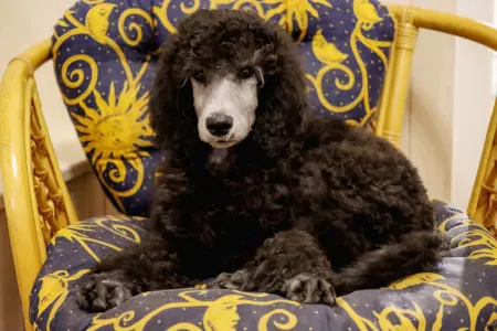 Střední pudl - Giant Miracles Poodle Kennel