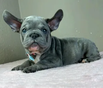 French Bulldog - Oliver
