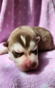 Siberian Husky - Nashira Of Polar Moonlights