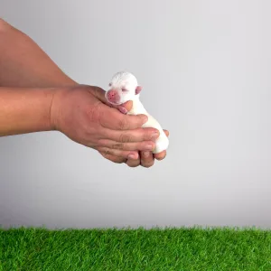 West Highland White Terrier - Hobo