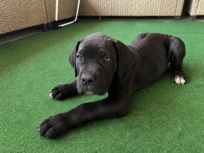 Cane Corso - Balthazar