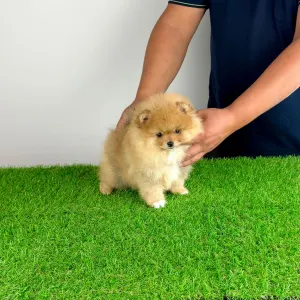 Pomeranian - Pici Bello