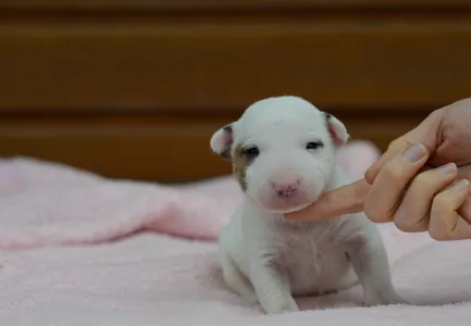 Miniatűr bullterrier - Laka