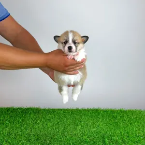 Welsh Corgi Pembroke - Dini