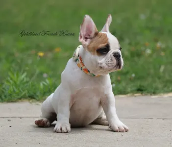 French Bulldog - Xiara