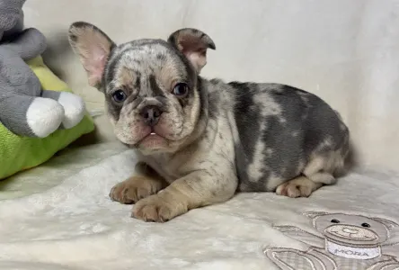 French Bulldog - Brúnó