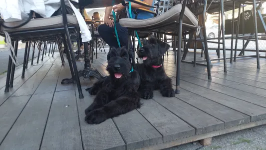 Giant Schnauzer - Prima Fortis 