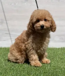 Cavapoo - Nóra
