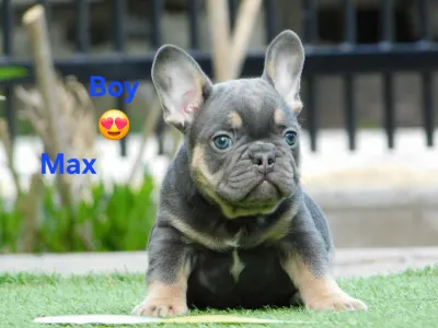 Bulldog francese - Max