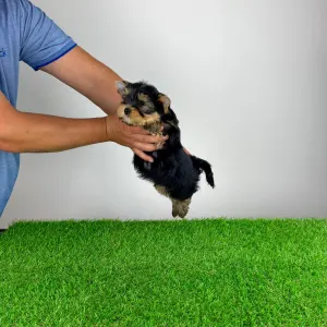 Yorkshire Terrier - Zico