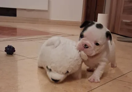 French Bulldog - Hilton From Lilis Breed