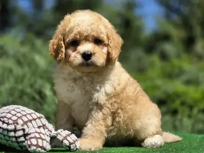 Cavapoo - Hugo