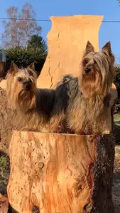 Terrier australien à poil soyeux - Mystery Guest