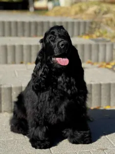 Englischer Cocker Spaniel - Jack